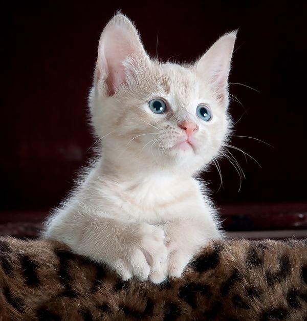 Bella gentle cat