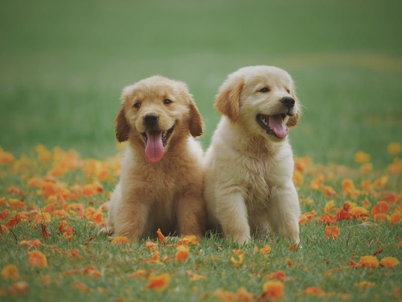 Happy rescue dogs ready for adoption
